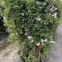 多花素馨1米—3米长加仑盆爬藤本植物基地直销