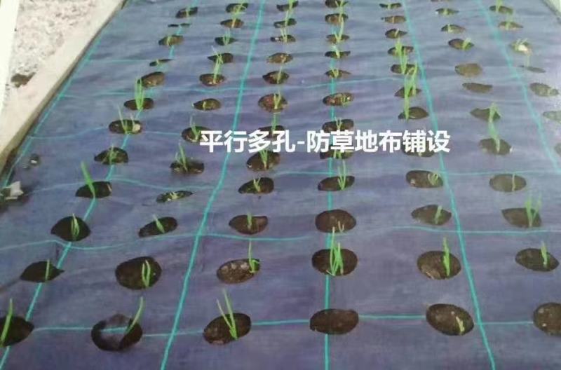 防草布果园专用切片打孔单张防草布，抗氧化防草布