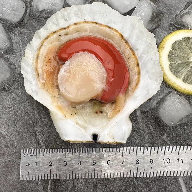 新鲜冷冻超大半壳虾夷扇贝鲜活速冻蒜蓉虾夏夷扇贝粉丝烧烤海