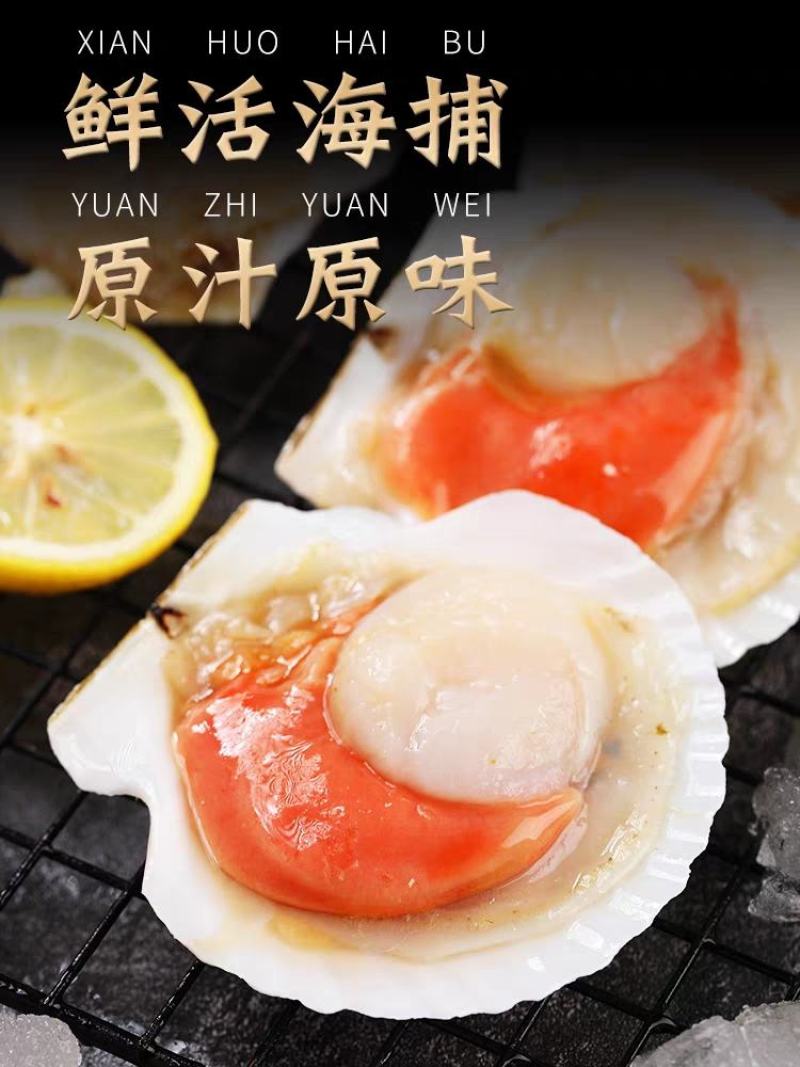 新鲜冷冻超大半壳虾夷扇贝鲜活速冻蒜蓉虾夏夷扇贝粉丝烧烤海