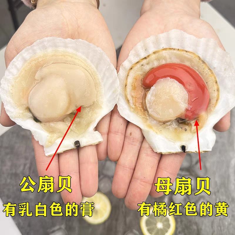 新鲜冷冻超大半壳虾夷扇贝鲜活速冻蒜蓉虾夏夷扇贝粉丝烧烤海