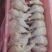 精品老鸡鸡腿，鸡边腿，专业分割老鸡产品，优质产品，产地直发