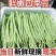 四季豆精品白花四季豆青无筋豆视频看货打款发货