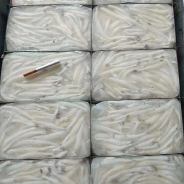 新鲜冷冻银鱼，，白板鱼，宝宝辅食
