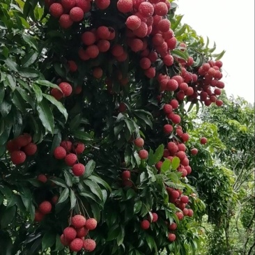 广茂三农果业