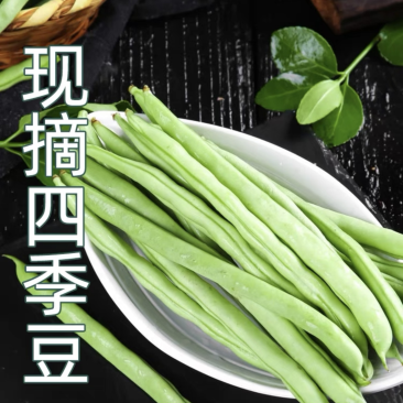 四季豆精品白花四季豆青无筋豆视频看货打款发货