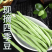 四季豆精品白花四季豆青无筋豆视频看货打款发货