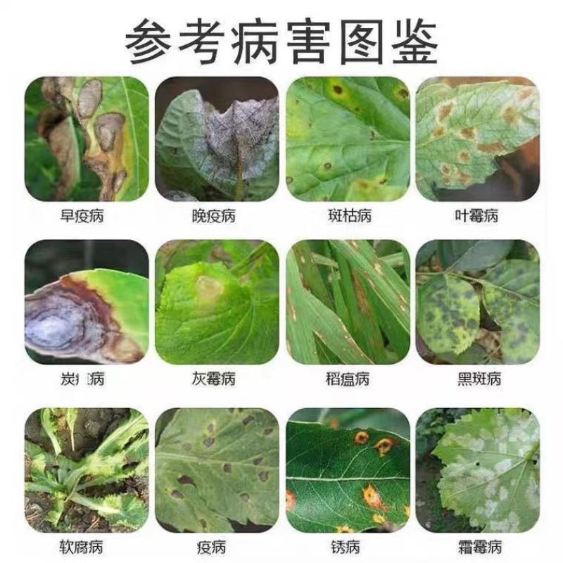 75%百菌清蓝粉农药果树蔬菜花卉大田斑点落叶病广谱杀菌剂