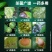 75%百菌清蓝粉农药果树蔬菜花卉大田斑点落叶病广谱杀菌剂