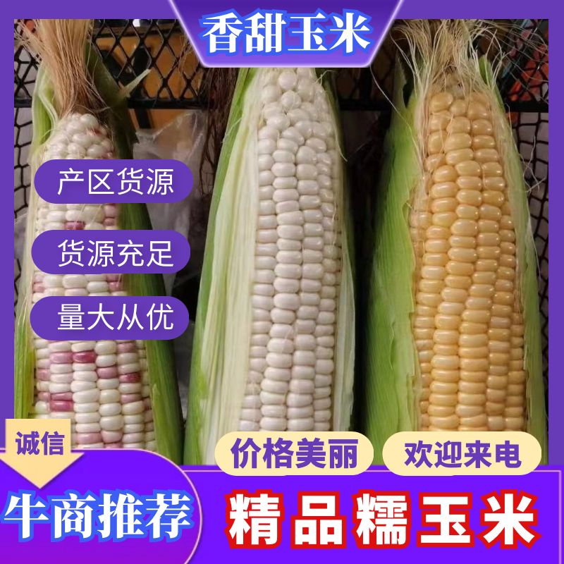 糯玉米，一年四季都有，产地直发量大从优欢迎来电咨询