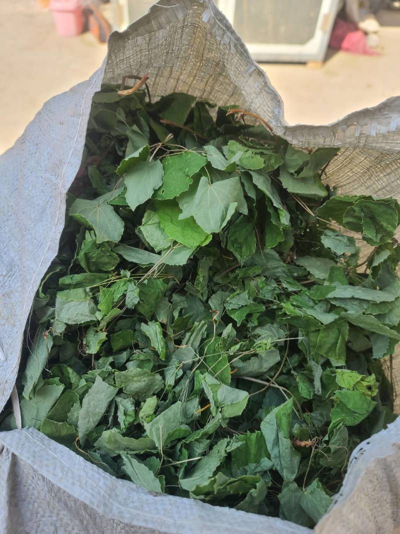 淫羊藿小圆叶