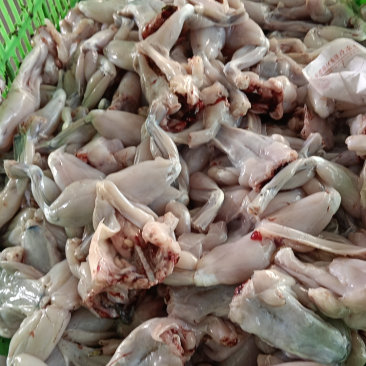冰鲜现杀整只蛙肉切牛蛙块大中小号都有源头货