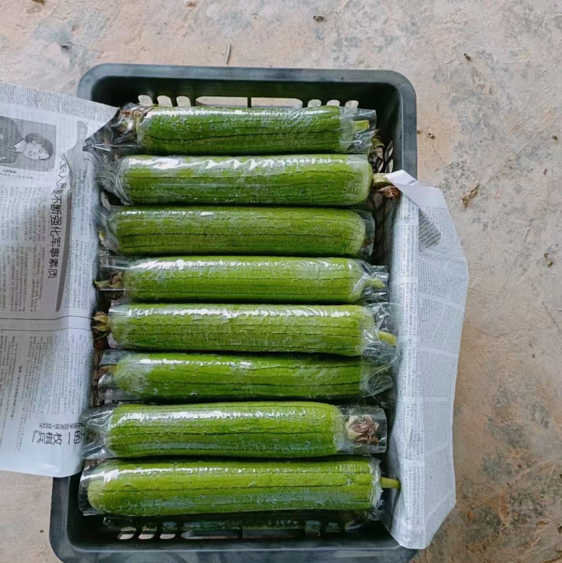 福建精品油丝瓜大量上市/欢迎电话咨询
