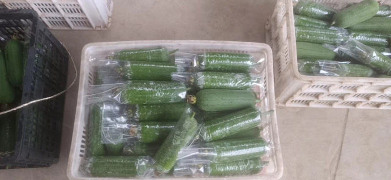 福建精品油丝瓜大量上市/欢迎电话咨询