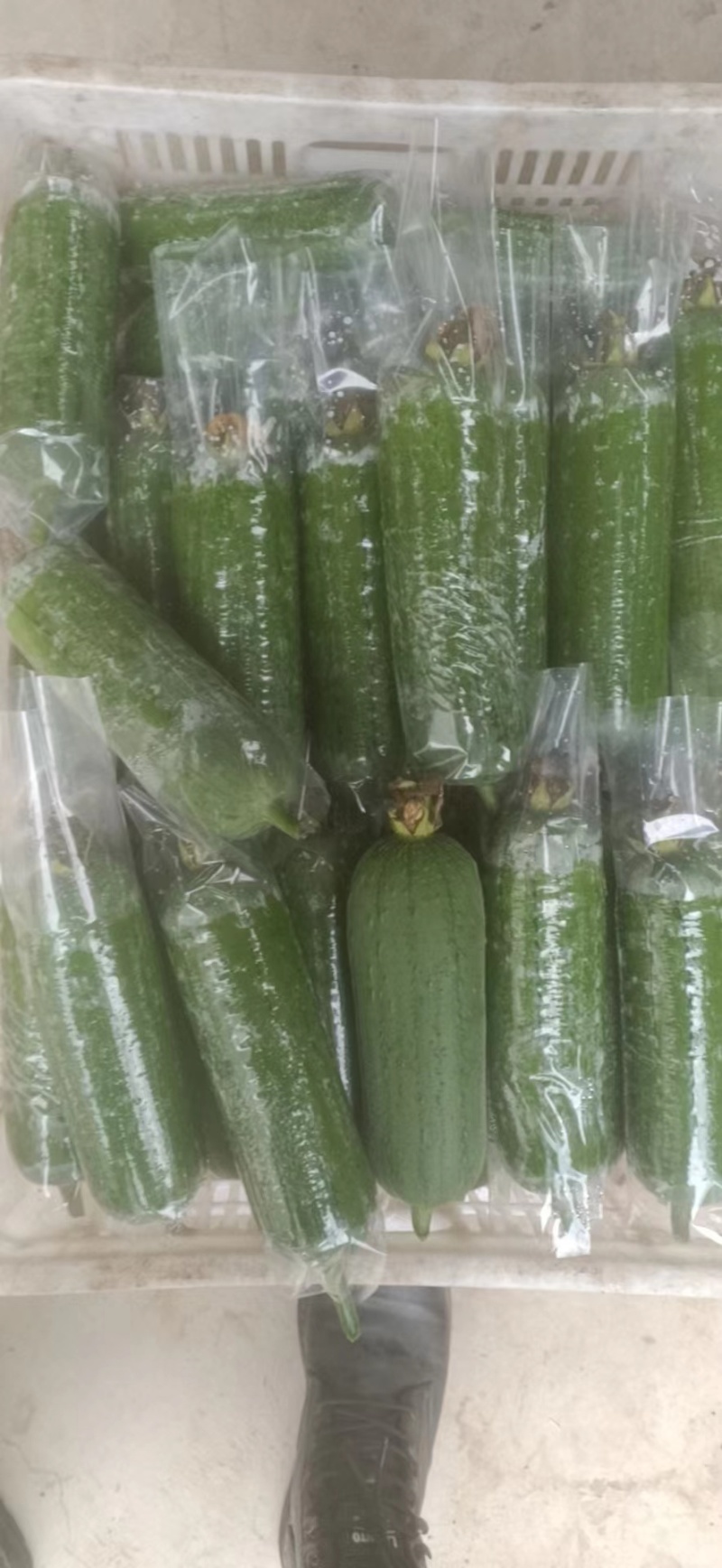 福建精品油丝瓜大量上市/欢迎电话咨询