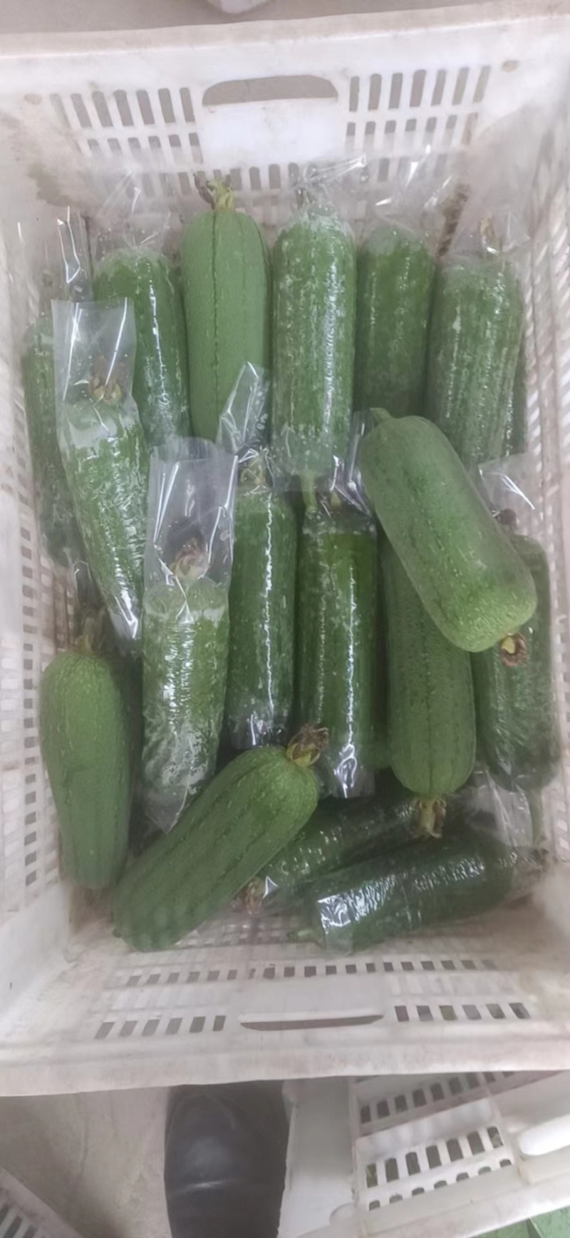 福建精品油丝瓜大量上市/欢迎电话咨询