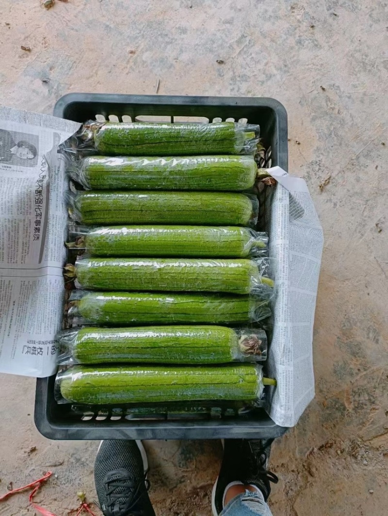 福建精品油丝瓜大量上市/欢迎电话咨询
