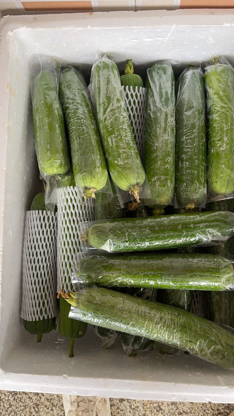 福建精品油丝瓜大量上市/欢迎电话咨询