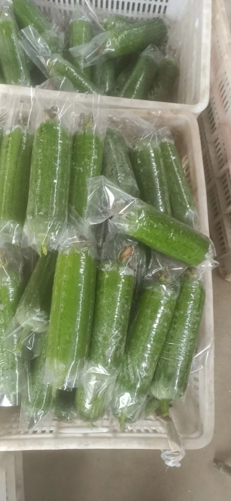 福建精品油丝瓜大量上市/欢迎电话咨询