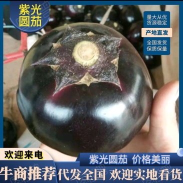 精品圆茄长年供货。，质量好，欢迎客户来电咨询合作