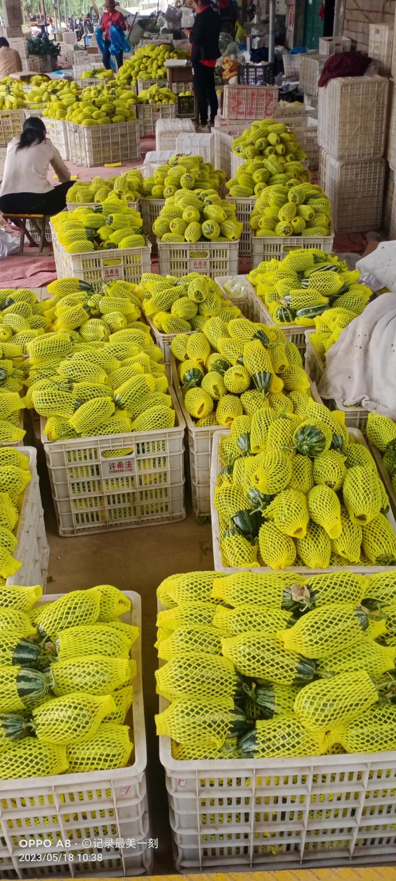 【甄选】精品博洋9甜瓜，羊角蜜，兴田20，绿宝。各种甜瓜