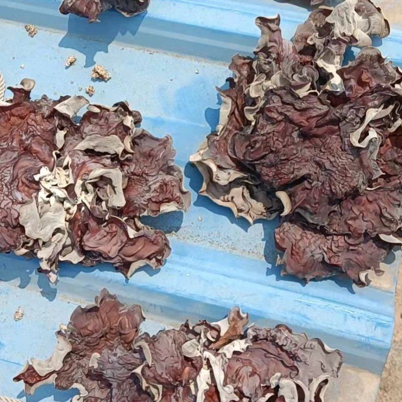 河南武陟黄背毛木耳产地直供一手货源支持视频看货