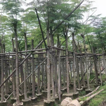 云南凤凰木种植基地，优质苗木大量供应