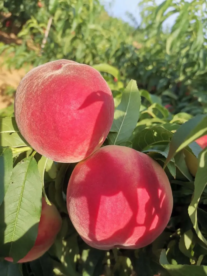 春蜜桃子水蜜桃河北桃子批发发往东北南方量大优惠