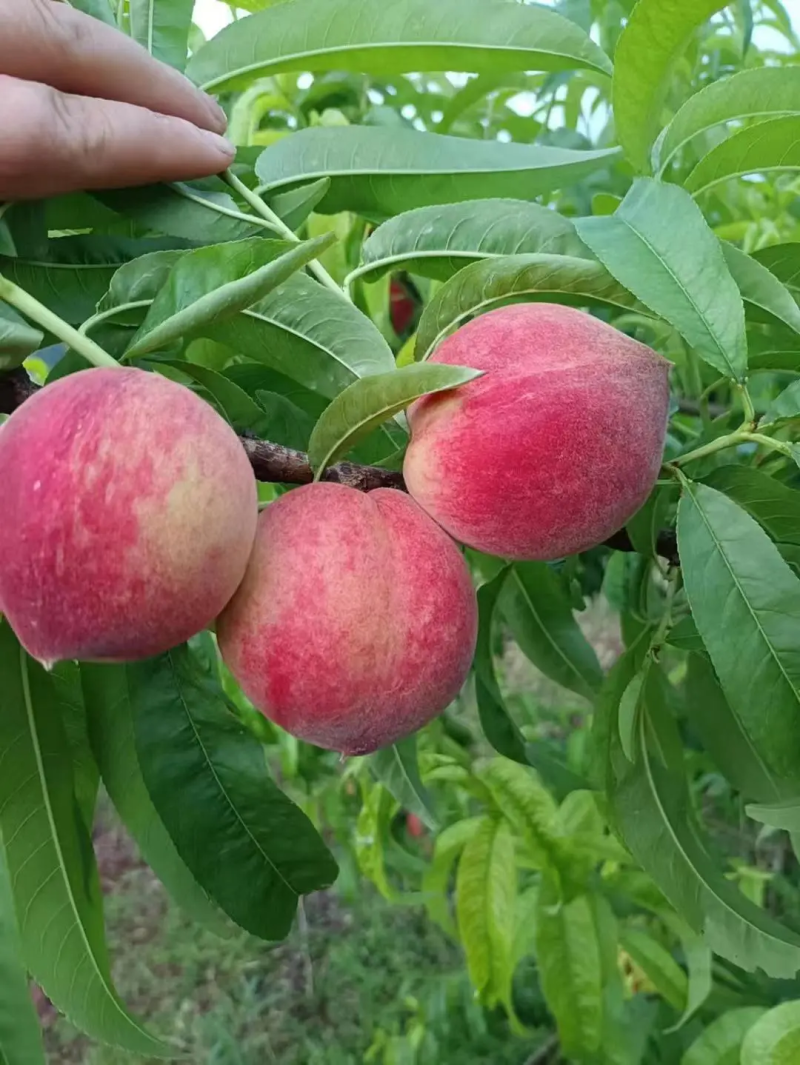春蜜桃子水蜜桃河北桃子批发发往东北南方量大优惠