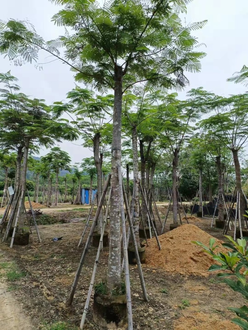 云南凤凰木种植基地，优质苗木大量供应