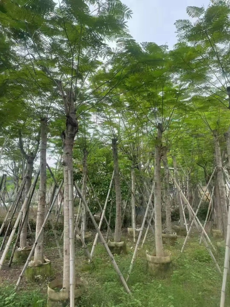 云南凤凰木种植基地，优质苗木大量供应