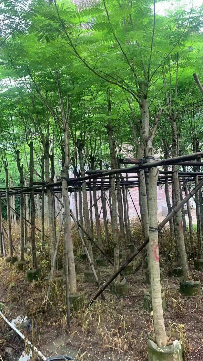 云南凤凰木种植基地，优质苗木大量供应