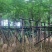 云南凤凰木种植基地，优质苗木大量供应