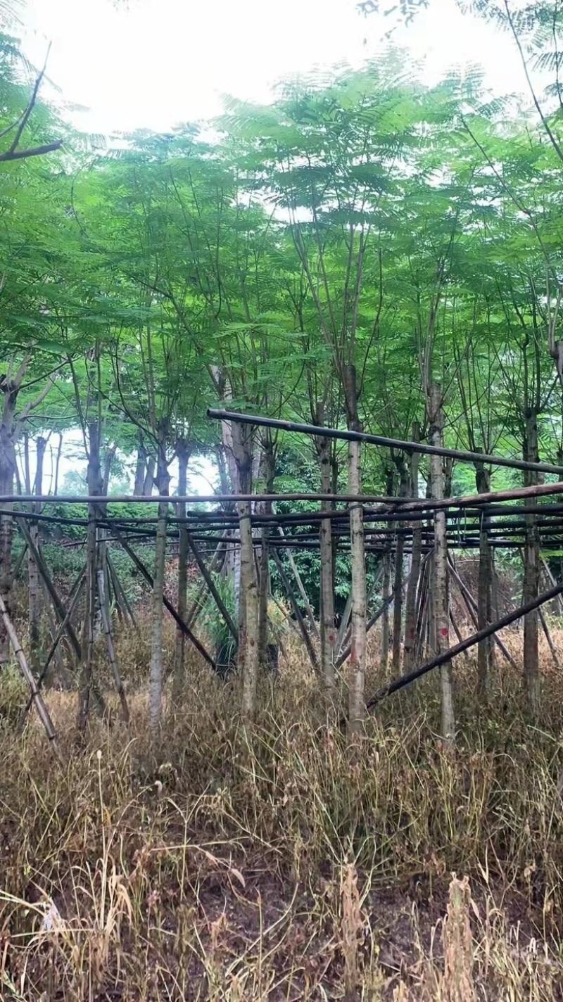 云南凤凰木种植基地，优质苗木大量供应