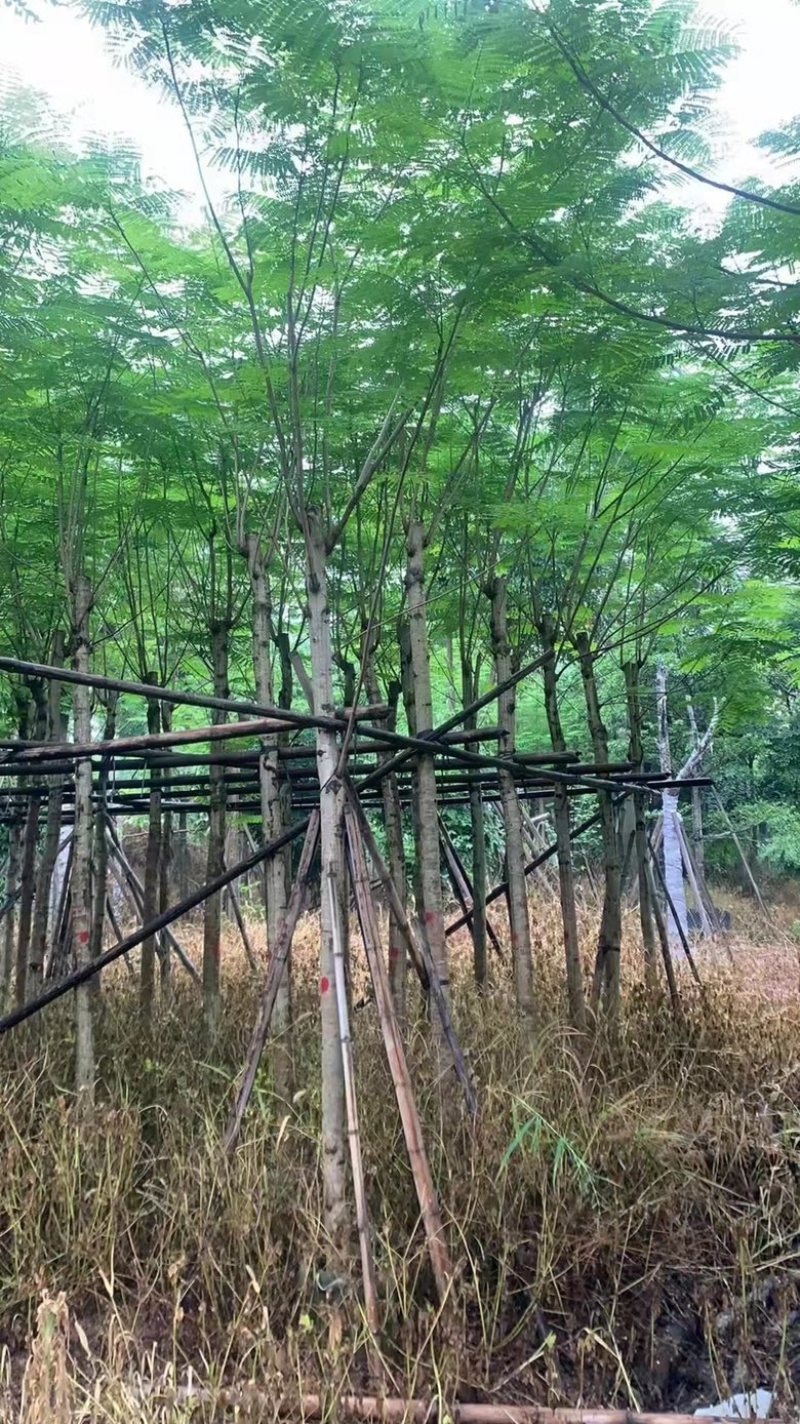 云南凤凰木种植基地，优质苗木大量供应
