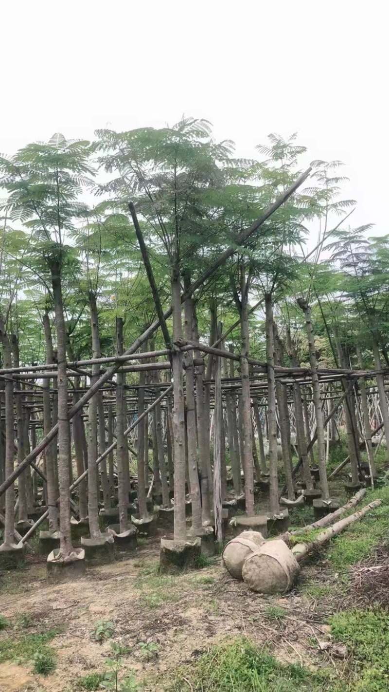 云南凤凰木种植基地，优质苗木大量供应
