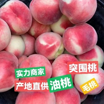 产地对接/毛桃/小桃红/特早红/红不软毛桃春蜜春雪突围桃