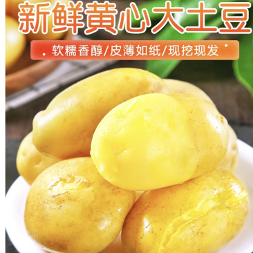 黄心土豆马铃薯湖北土豆看货论价保质保量欢欢迎订购