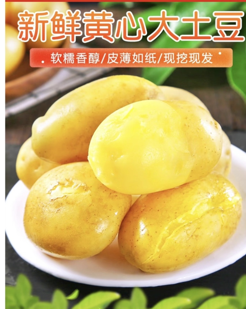 黄心土豆马铃薯湖北土豆看货论价保质保量欢欢迎订购