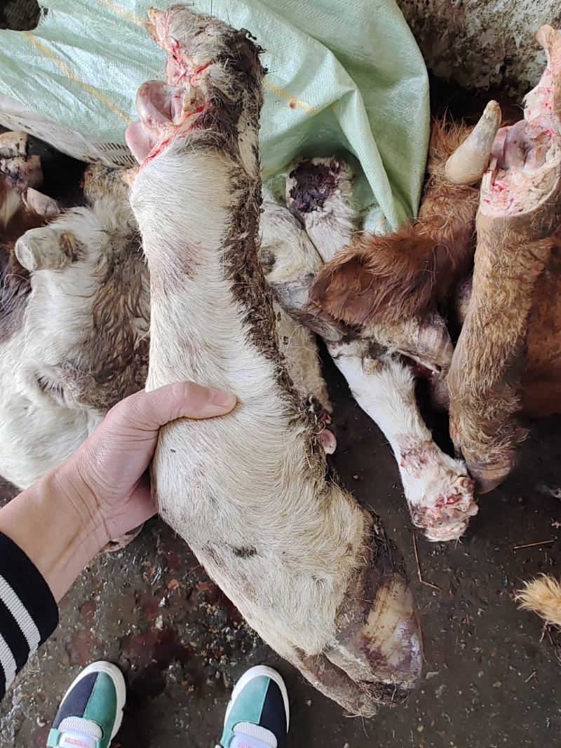 【牛蹄】黄牛的毛蹄！实图拍摄！大小不等统出！