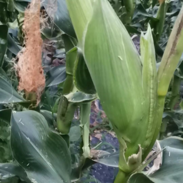 188甜糯玉米