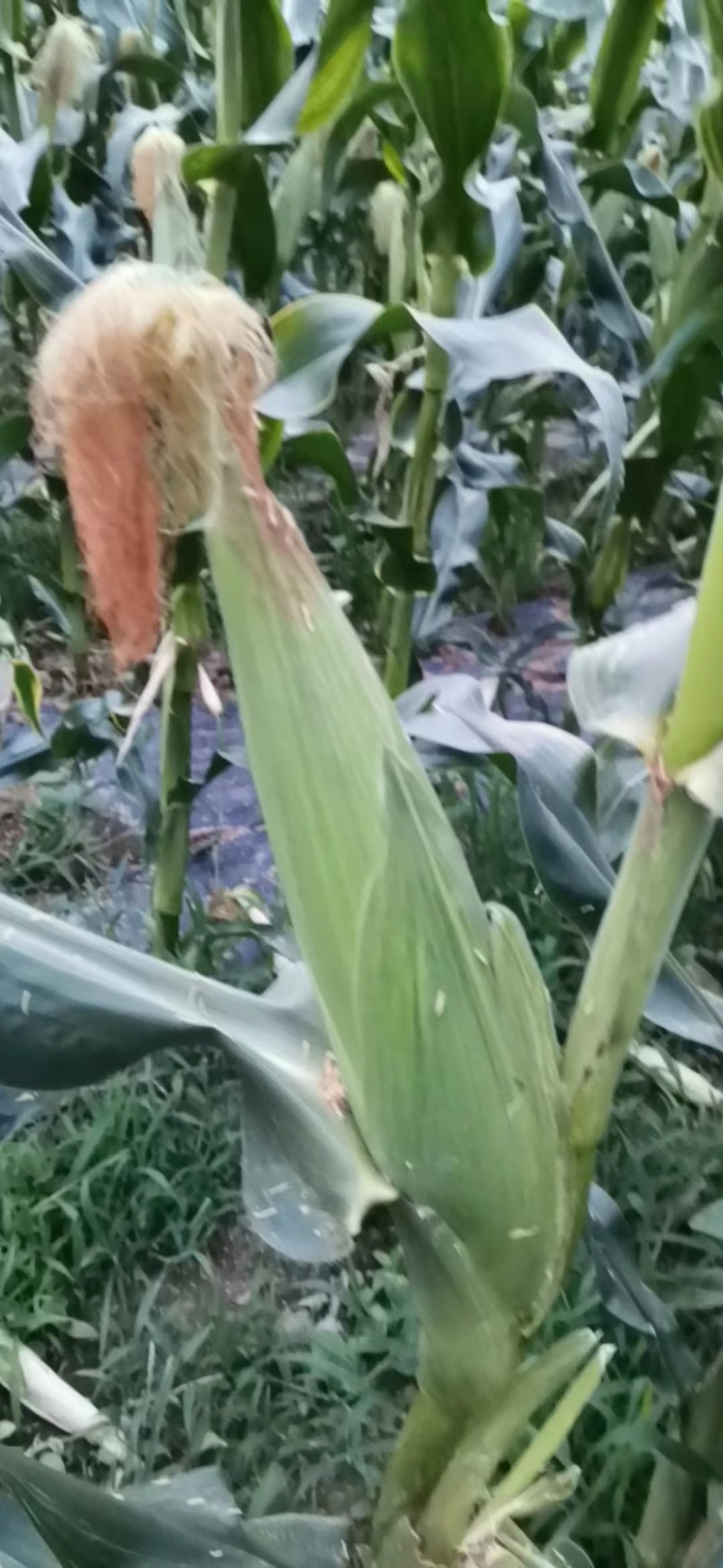188甜糯玉米