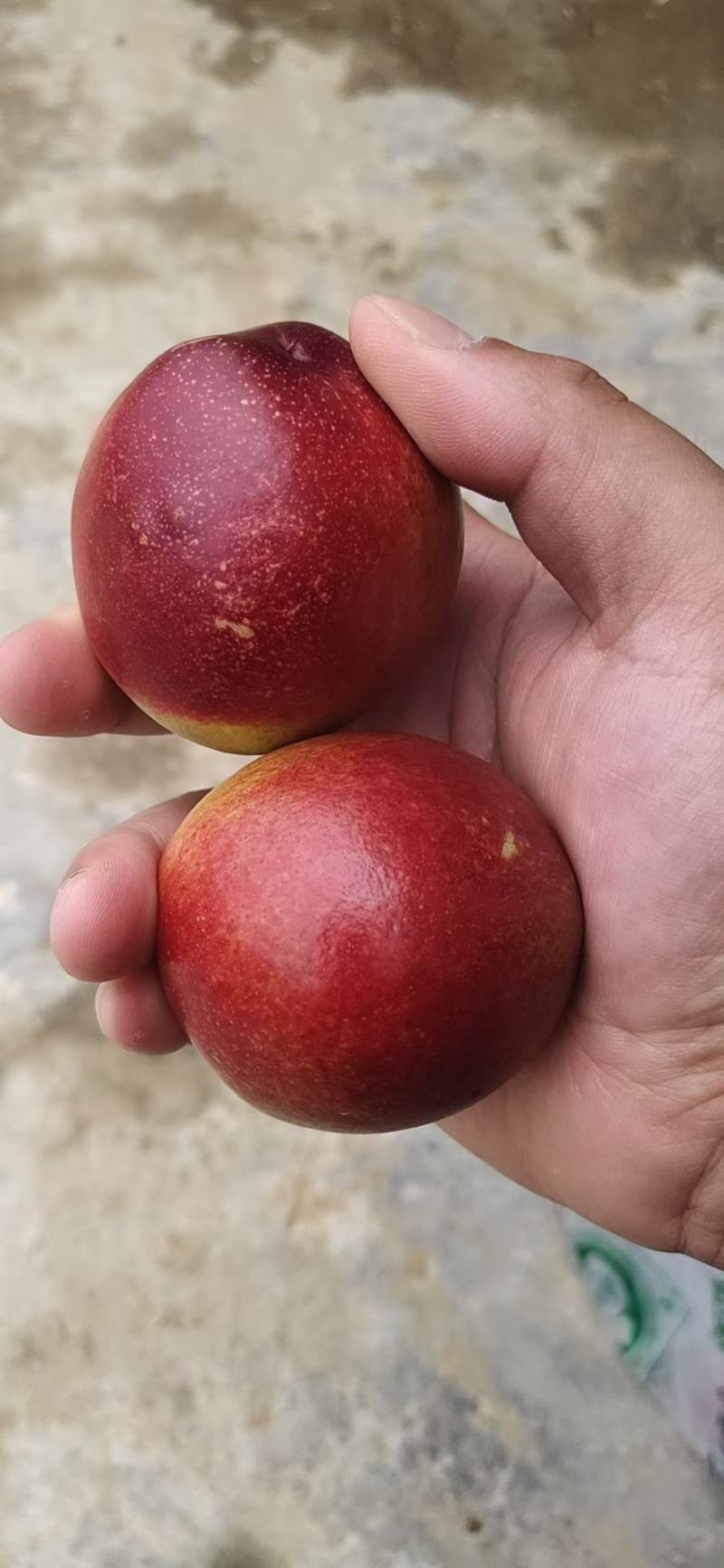 油桃，毛桃