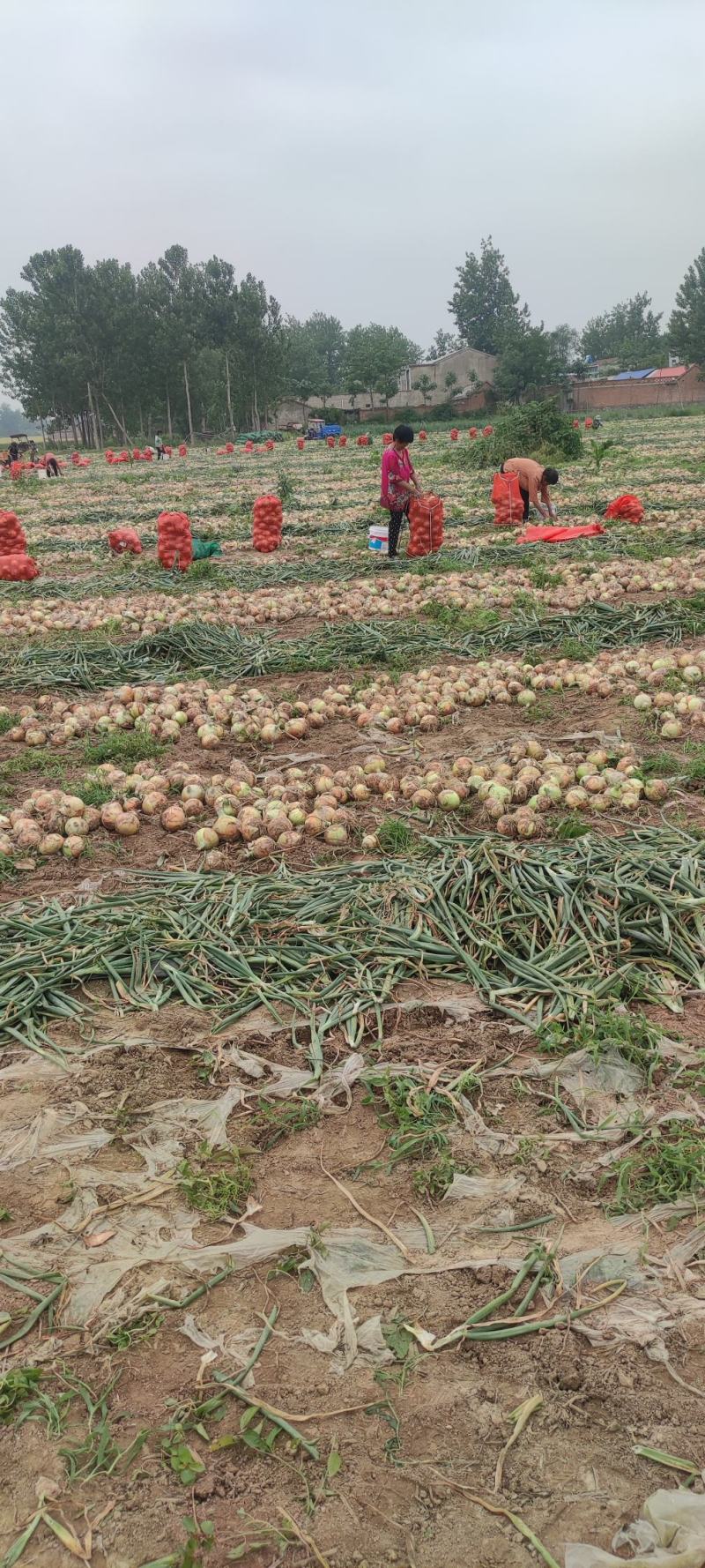 千亩黄葱基地，大量上市中，对接全国市场商超冷库，大小分级