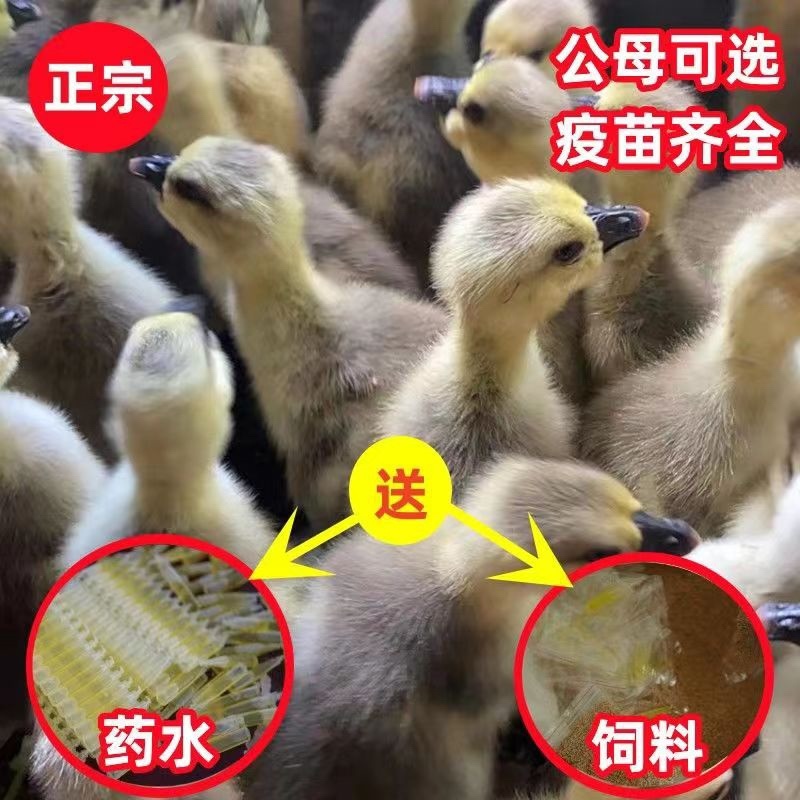 【正宗狮头鹅】养殖基地直供一手货源大量供应肉质细腻包存活