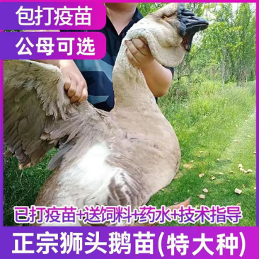 【正宗狮头鹅】养殖基地直供一手货源大量供应肉质细腻包存活
