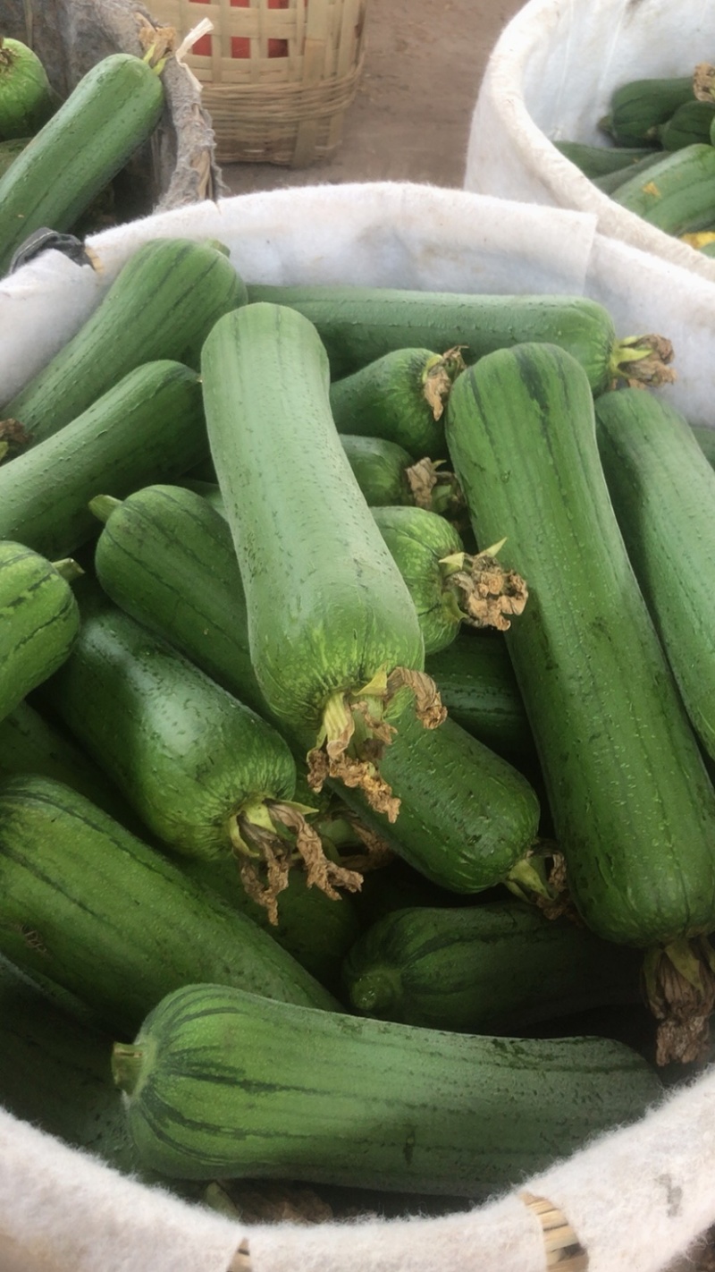 本地精品香丝瓜，量大，质量优
