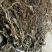 江西野生车前草干货颜色好无霉不放肥料不打农药可以泡水喝