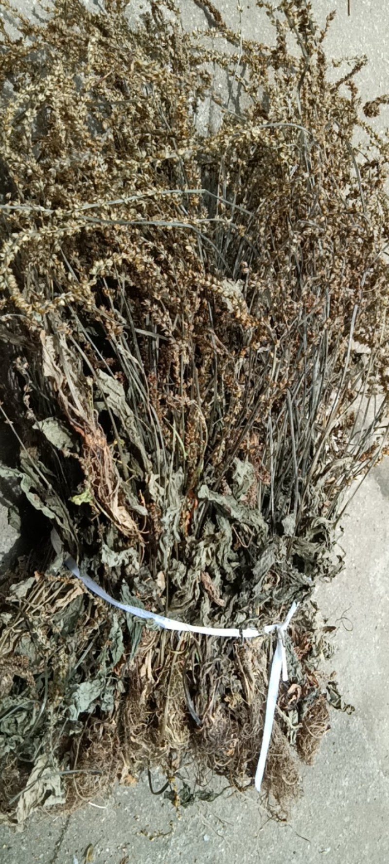 江西野生车前草干货颜色好无霉不放肥料不打农药可以泡水喝