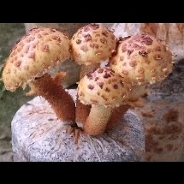 虎松茸菌种含8种氨基酸，菌包订制议价发货基地直销视频看货